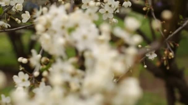 Fleurs Sur Arbre Début Printemps Avec Flou — Video