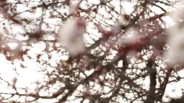 海岸近くの春の午後に開花木の枝に多くの白い花 — ストック動画