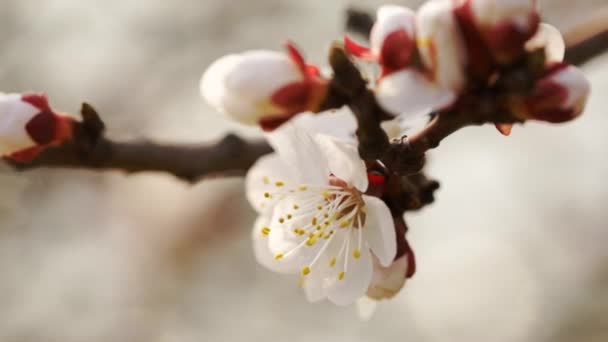 Muitas Flores Brancas Ramo Uma Árvore Florescente Tarde Primavera — Vídeo de Stock