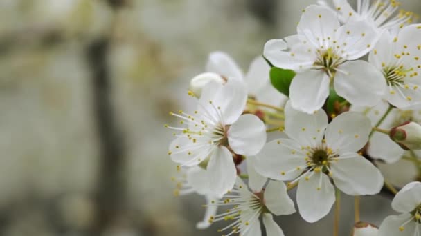 Muitas Flores Brancas Uma Árvore Fecham — Vídeo de Stock