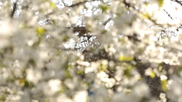 Промені Сонця Крізь Квітуче Дерево Навесні Розмитий Фон — стокове відео