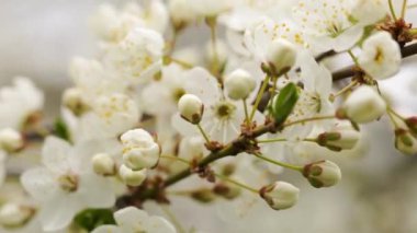 Beyaz çiçekli ağaçların baharı.