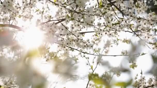 Paprsky Slunce Přes Kvetoucí Strom Jaře — Stock video