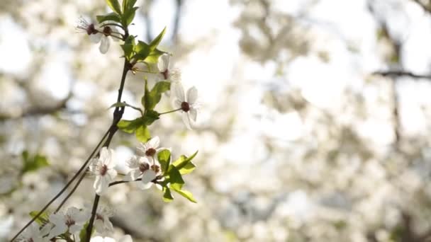 Dia Ensolarado Perto Uma Árvore Florescente Primavera — Vídeo de Stock