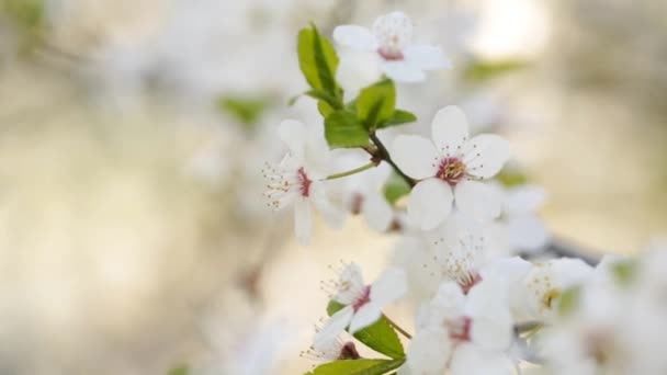 Solig Dag Nära Ett Blommande Träd Med Vita Blommor Våren — Stockvideo