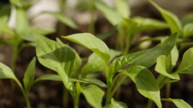 Baharın güneşli bir gününde biraz kırmızı biber filizlenir.