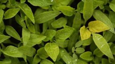 Küçük ve yeşil sebze filizleri toprakta yetişir ve tepeden görünür.