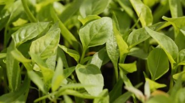 Küçük ve yeşil sebze filizleri güneşin altında yetişir.