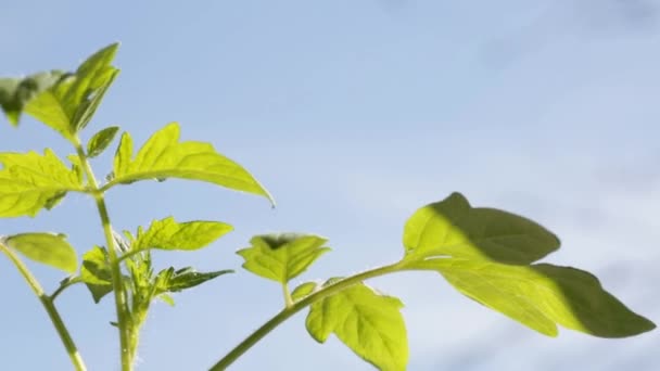 Een Groene Spruit Met Grote Tomatenbladeren Draait Zon Aan Linkerkant — Stockvideo