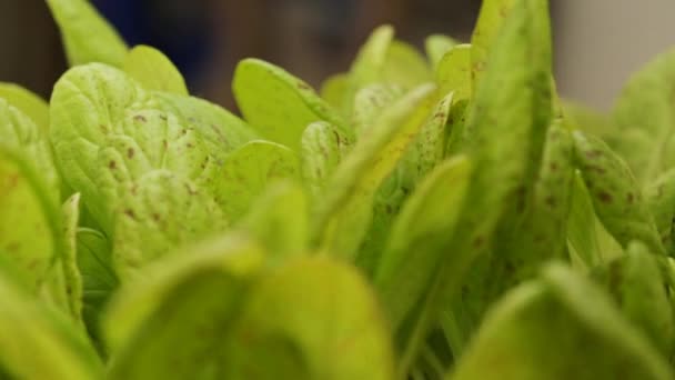Здоровый Зеленый Салат Листья Вегетарианцев Здорового Питания Вращение Близко — стоковое видео