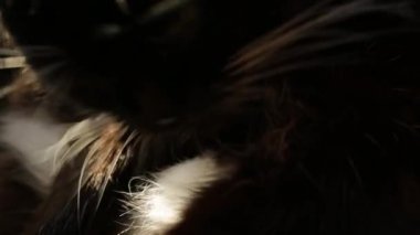 Kara kedi uzun paltosunu yalıyor.