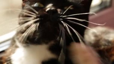 Uzun bıyıklı kara kedi ayağını kaşır.