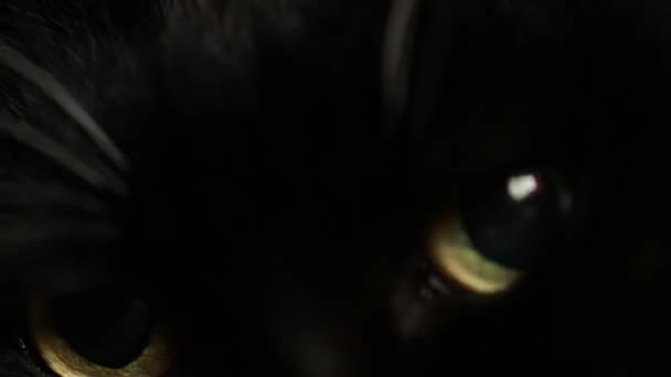 黒い猫の目はとても近くにあります — ストック動画