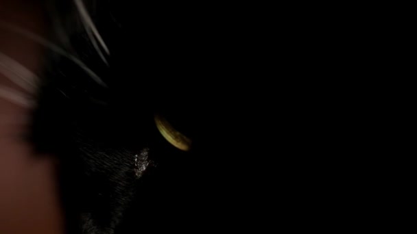 Ogen Van Een Zwarte Kat Zijn Heel Dichtbij — Stockvideo