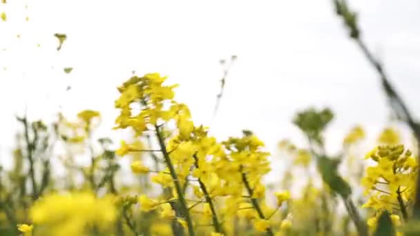 Gelbblühender Raps Auf Einem Großen Feld Frühling Nahaufnahme — Stockvideo