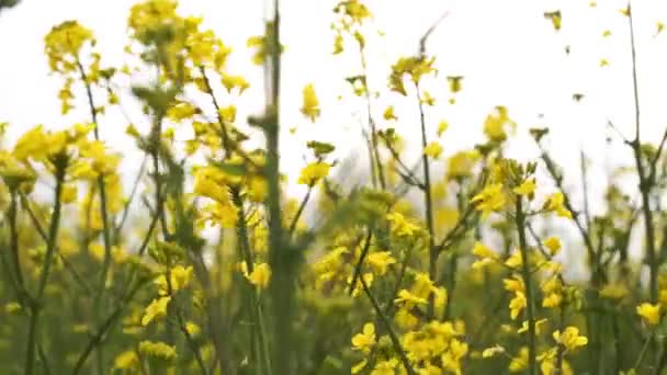 Żółty Kwitnący Rzepak Dużym Polu Wiosną — Wideo stockowe