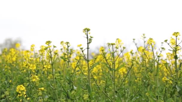 Żółte Kiełki Rzepaku Dużym Polu Zbliżenie Wiosną — Wideo stockowe