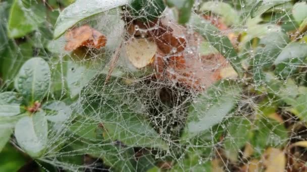 Prachtige Spinnenweb Met Dauw Takken Ochtend Regen — Stockvideo