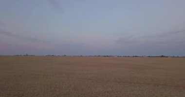 Akşamları büyük bir buğday tarlasının üzerinde uçuyor.