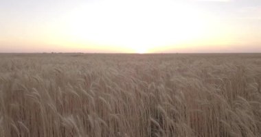Gün batımında buğday tarlasında alçak uçuş