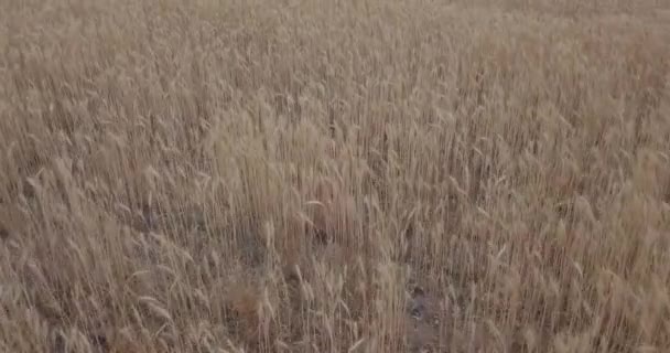 Nachmittag Über Ein Weizenfeld Fliegen — Stockvideo