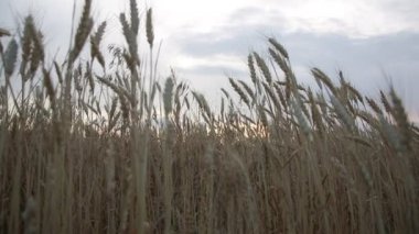 Akşamları buğday tarlası ve çiviler.