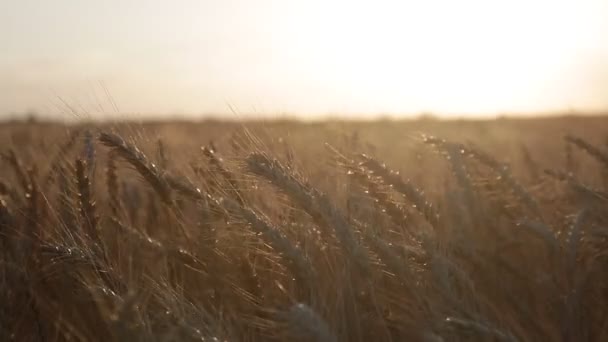 Trigo Dorado Atardecer Cerca — Vídeos de Stock