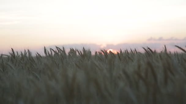 麦畑の上に沈む太陽 — ストック動画
