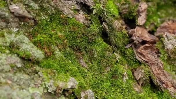 Piękny Zielony Mech Krze Drzewa Jesienią — Wideo stockowe