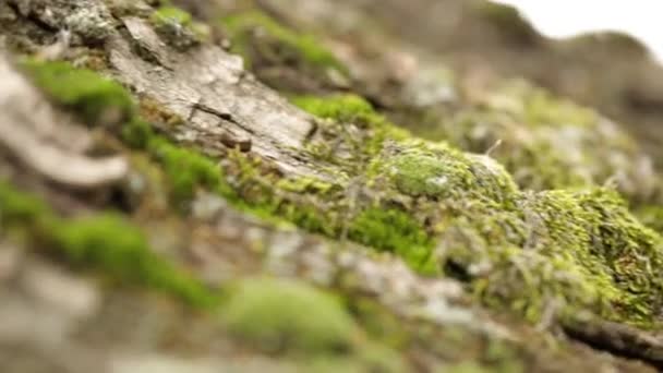 Corteccia Vecchio Albero Con Muschio Verde Movimento Sfocatura Inverno — Video Stock