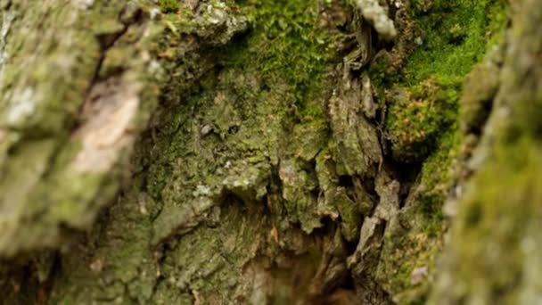 Casca Uma Árvore Velha Com Musgo Verde Movimento Borrão — Vídeo de Stock