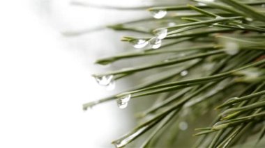 Bir Noel ağacının bir sürü yeşil iğnesi Sabah çiğ damlalarıyla
