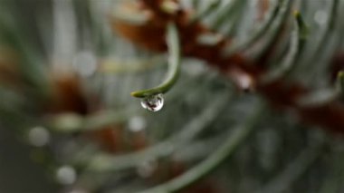 Sonbaharda sisten sonra sabah yeşil bir Noel ağacının iğnelerinin üzerindeki çiy damlaları.