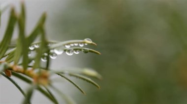 Sisten sonra sabah yeşil bir Noel ağacının iğnelerinin üzerindeki çiy damlaları