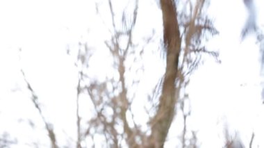 Kışın ağaçtaki kuru kapsüller ve güçlü bulanık bir arka plan.