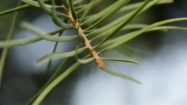 Makro manzaralı güzel bir Noel ağacında yeşil iğneler