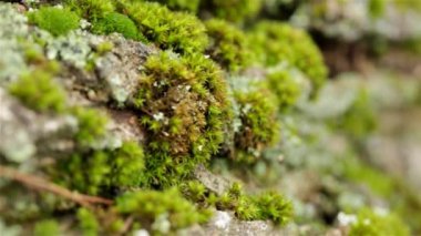 Yüzeyde bir sürü karşıt yeşil yosun var.