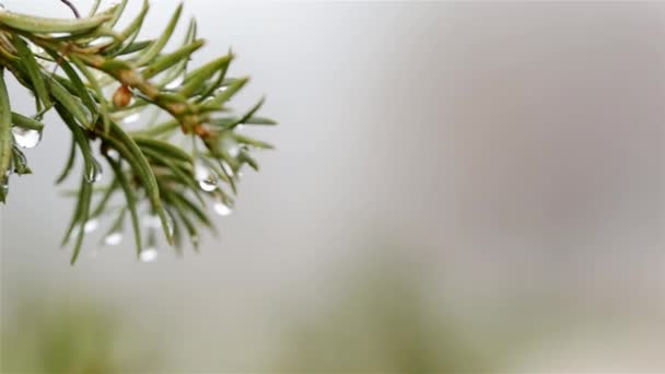 Veel Dauw Druppels Naalden Van Een Kerstboom Mist Vroege Ochtend — Stockvideo