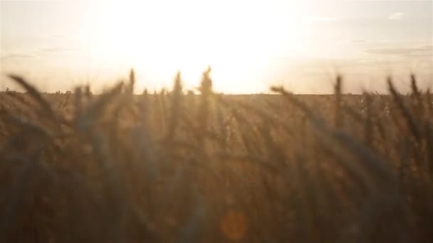 夏の日没時の小麦の小穂 — ストック動画