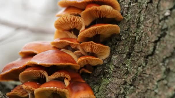 许多黄色的大蘑菇在树皮和苔藓上 — 图库视频影像