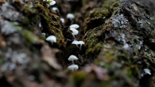 Pequeños Hongos Porcini Corteza Árbol Musgo — Vídeos de Stock