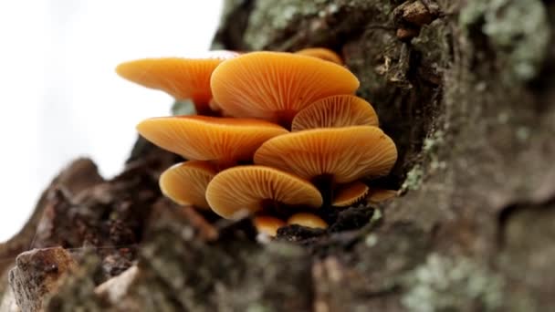 Jamur Kuning Kecil Pada Kulit Pohon Dan Lumut — Stok Video