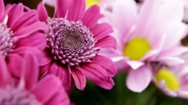 İki renk kasımpatı. Pembe ve kırmızı çok yakın.