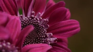 Yakın Görünümü ve Görüntü Arkaplanı Olan Hassas Kırmızı Kasımpatılar