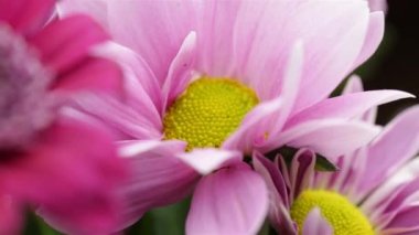 Ortası sarı olan pembe kasımpatı çiçeği çok yakındır.