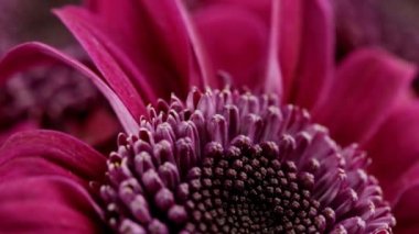 Kırmızı kasımpatı çiçeği çok yakındır.