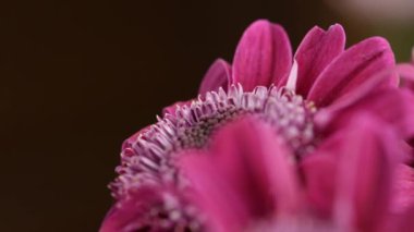 Yazın birkaç kırmızı kasımpatı çiçek açtı.