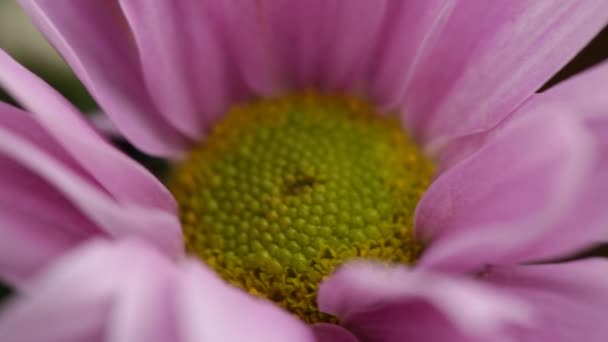 Sacco Fiori Crisantemo Rosa Macro Vista Con Sfocatura Una Giornata — Video Stock