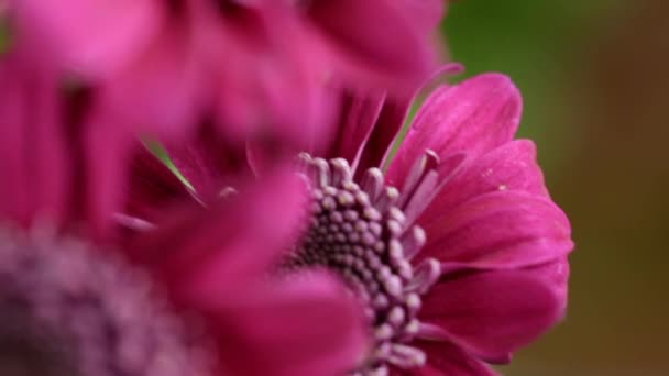 Makro Manzaralı Bir Sürü Kırmızı Kasımpatı Çiçeği Yaz Günü Bulanık — Stok video