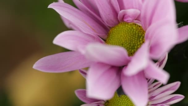 美丽的粉红色菊花 花瓣上有甲虫 — 图库视频影像